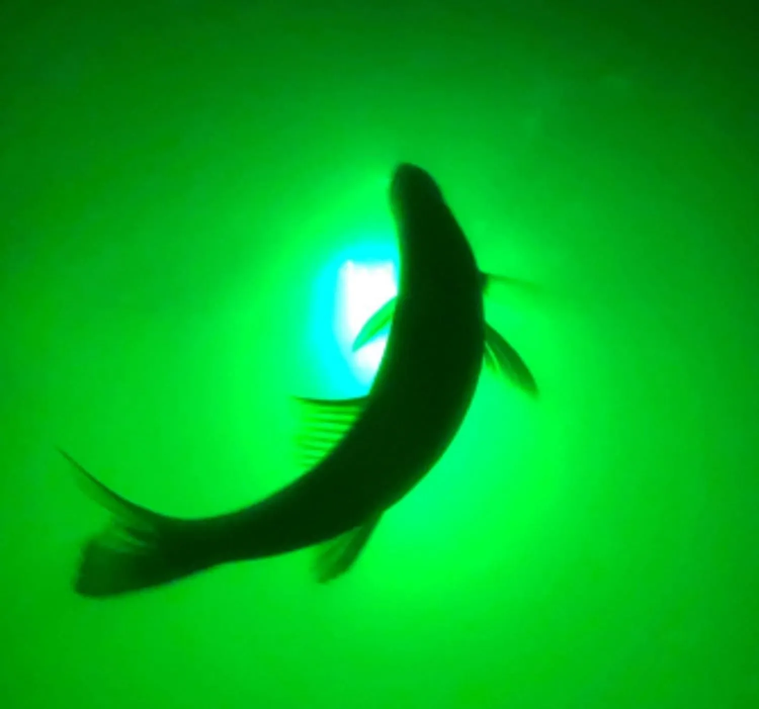 Green Blob Outdoors New Underwater Fishing Light 110 Volt for Docks, LED with Photocell Timer & Remote Control 7500/15000/30000 Lumen Fish Attracting Light, Snook, Crappie, Made in Texas